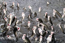 Anh nông dân Cần Thơ gọi cả vạn con cá lóc nhảy múa trên mặt nước