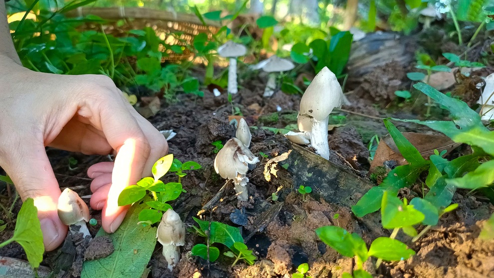 Thu hoạch nấm mối và nấu những món thật ngon cùng cô gái Bến Tre - 3 Thu hoạch nấm mối và nấu những món thật ngon cùng cô gái Bến Tre - 3
