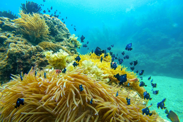 "Mỏ vàng" dưới đáy biển Quy Nhơn