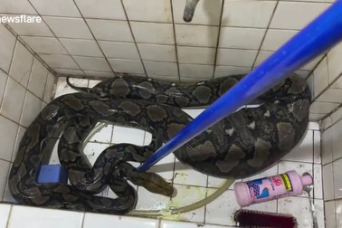 Trăn cỡ lớn "đột nhập" nhà dân rồi nuốt trọn mèo cưng