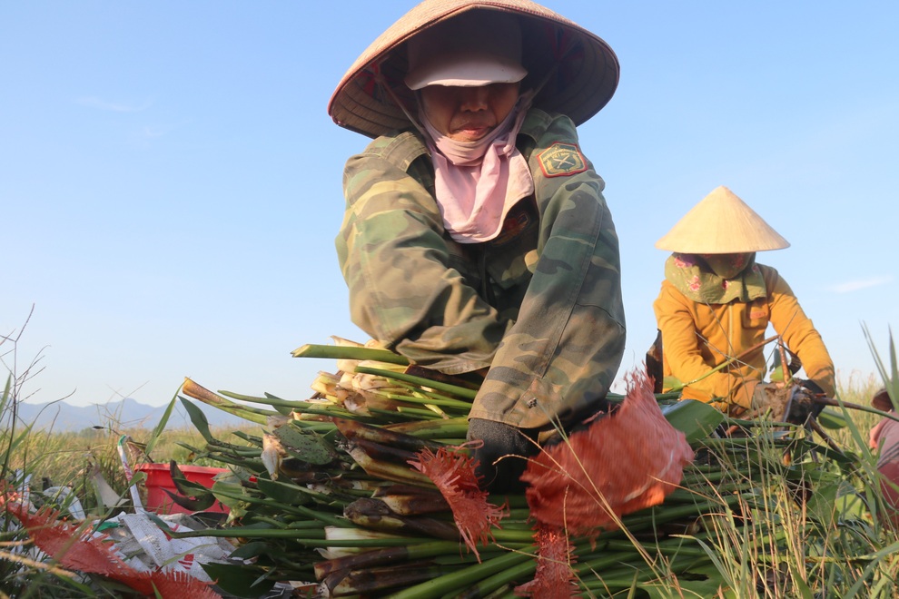 Nông dân thu lợi từ cây kẻ thù của ruộng đồng - 9 Nông dân thu lợi từ cây kẻ thù của ruộng đồng - 9