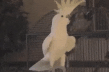 Clip: Bật cười với chú vẹt biết nhảy... 14 điệu “siêu ngầu”