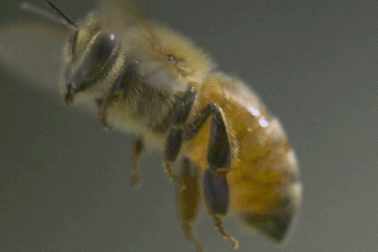 Ong làm mật như thế nào?