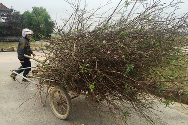 Bình dị Tết quê