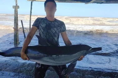 Cá heo bị thương dạt vào bãi biển Quất Lâm sau bão số 2