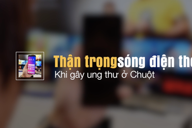 Sóng điện thoại gây ung thư ở chuột, còn con người?