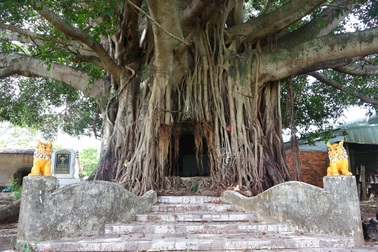 Ngắm cây đa cổ thụ trăm tuổi có bộ rễ ôm trọn ngôi miếu thiêng ở Quảng Nam