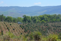 Giám đốc ban quản lý rừng xin từ chức vì cho rằng bị trù dập