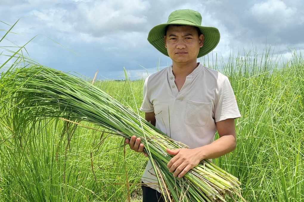 Trồng loại cỏ lạ, thu hoạch từ lá đến rễ, tháng kiếm hàng chục triệu đồng - 3 Trồng loại cỏ lạ, thu hoạch từ lá đến rễ, tháng kiếm hàng chục triệu đồng - 3