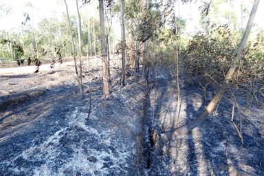 Nắng nóng kỷ lục khiến nhiều đám rừng bốc cháy