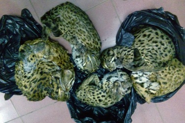 Đề nghị xử lý hình sự hành vi vận chuyển, săn bắt động vật nguy cấp