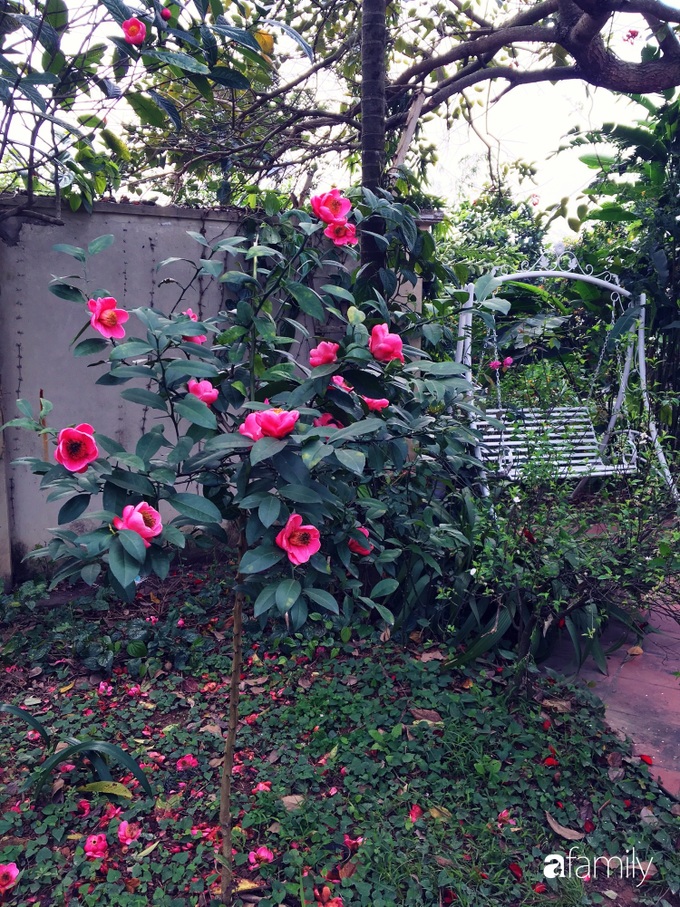 Vườn cây và hoa rực rỡ níu những bình yên ở ngoại ô Hà Nội giúp gia đình trẻ tránh xa ồn ào của phố thị - Ảnh 12. Vườn cây và hoa rực rỡ níu những bình yên ở ngoại ô Hà Nội giúp gia đình trẻ tránh xa ồn ào của phố thị - Ảnh 12.