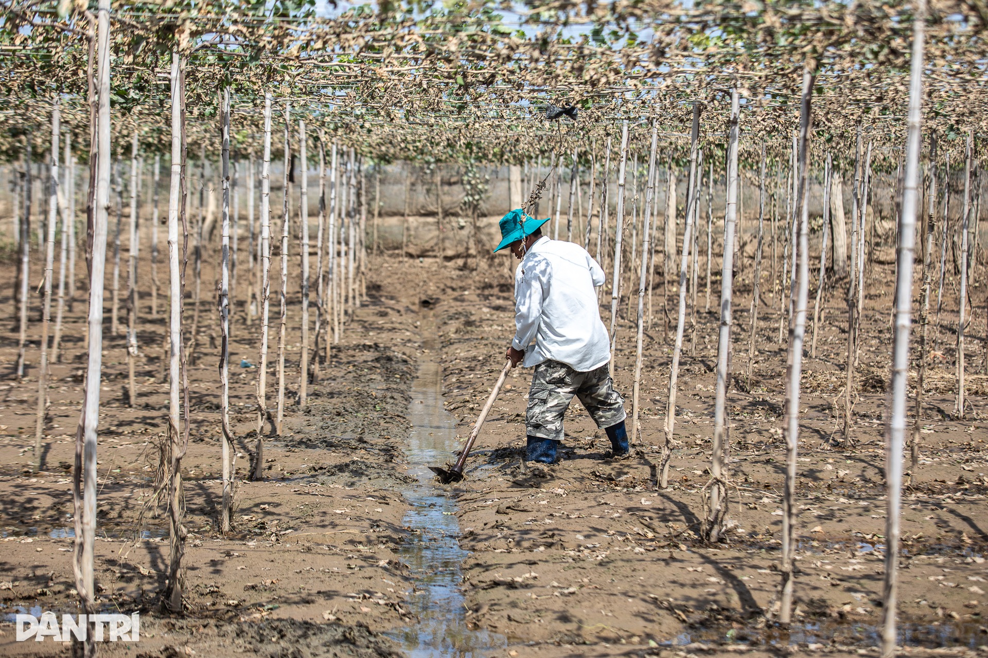 Thủ phủ nho của cả nước cắt bỏ hàng tấn nho vụ Tết sau trận lũ lịch sử - 7