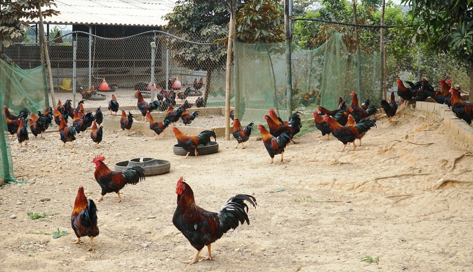 Đặc sản gà thái giám bạc triệu, nhà giàu lùng mua biếu Tết - 1 Đặc sản gà thái giám bạc triệu, nhà giàu lùng mua biếu Tết - 1