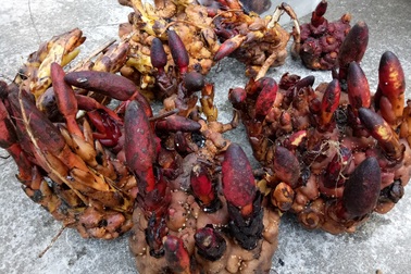 Vào rừng săn lùng nấm ngọc cẩu để “giữ lửa phòng the”