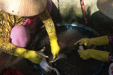 Hậu Giang: Phát hiện cơ sở sử dụng hóa chất để nhổ lông vịt
