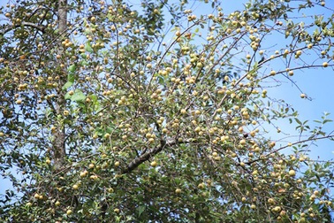 "Vua" táo mèo giàu bất ngờ, biệt thự to trên núi, mỗi năm thu tiền tỷ