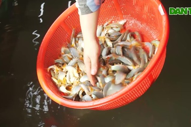 Nông dân nuôi cá heo đuôi đỏ lãi trăm triệu đồng/bè