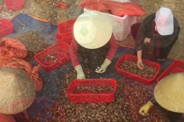 Ngư dân Hà Tĩnh phấn khởi vì trúng đậm sò lụa