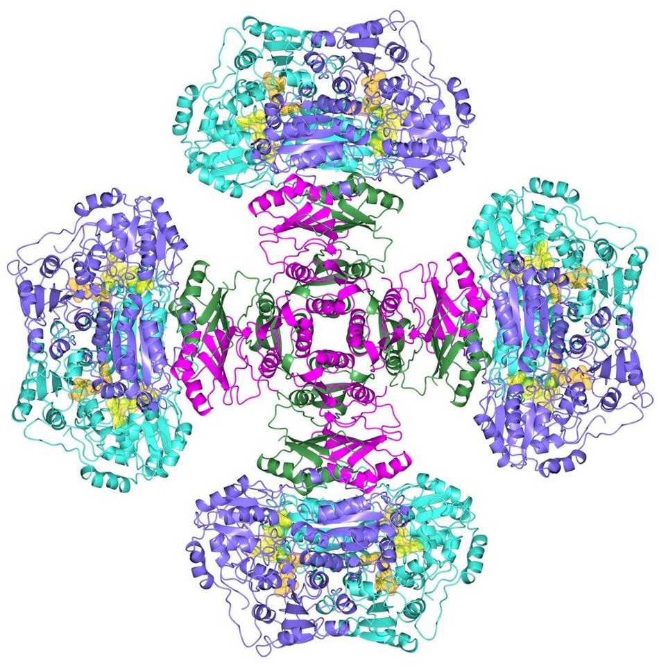 Bí ẩn enzyme nửa thế kỷ đã được giải quyết - 1 Bí ẩn enzyme nửa thế kỷ đã được giải quyết - 1