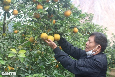 "Bắt" vùng đất cằn cỗi, hoang hóa "đẻ" tiền tỷ mỗi năm