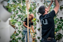 Nông trại trên mái nhà lớn nhất thế giới, nơi trồng rau không dùng đất