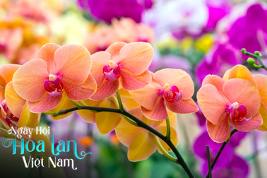 Cuộc thi hoa lan với quy mô lớn nhất từ trước đến nay ở Hà Nội