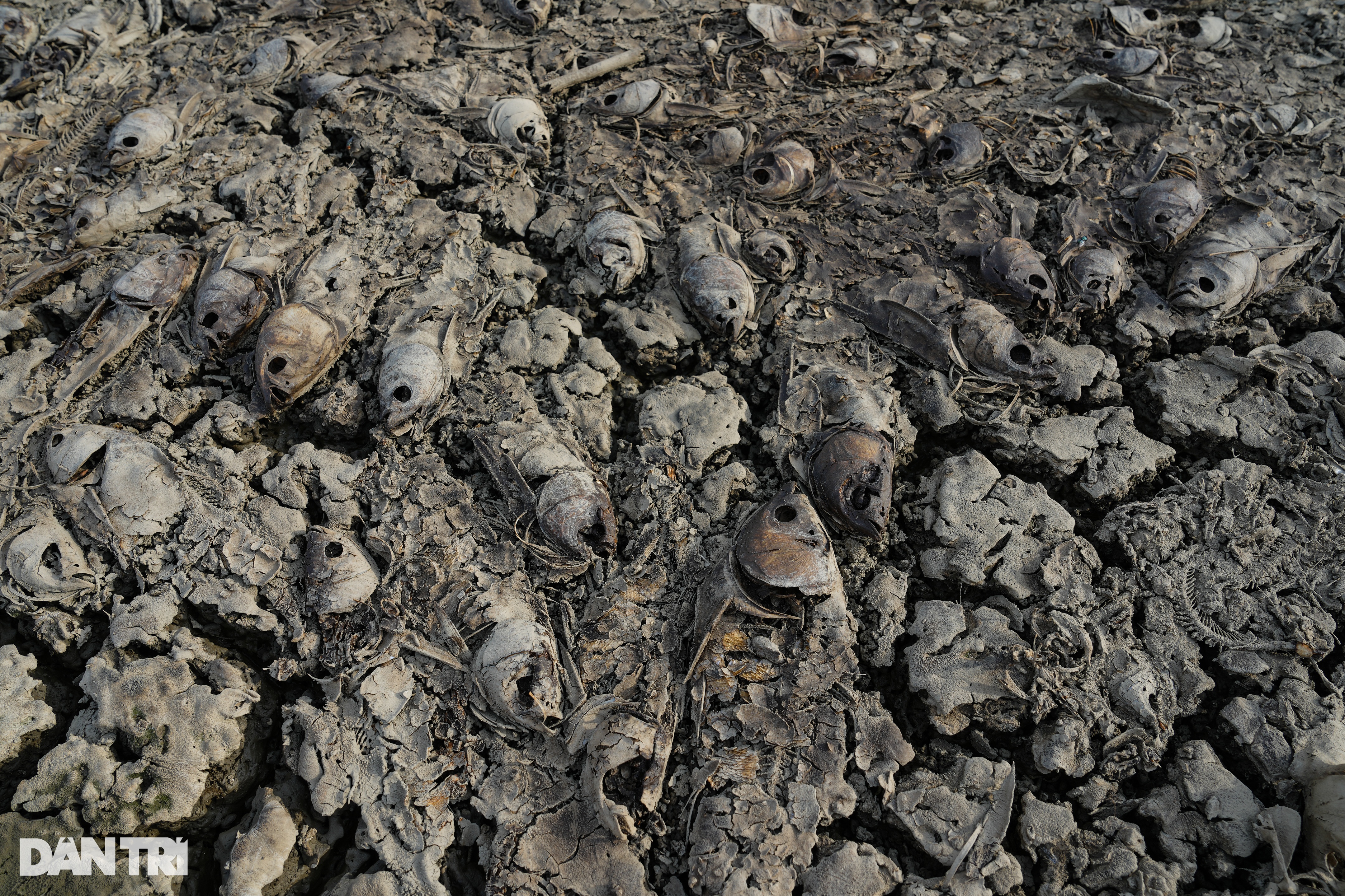 View - Nước cạn đáy, 200 tấn cá chết trắng hồ Sông Mây ở Đồng Nai | Báo Dân trí