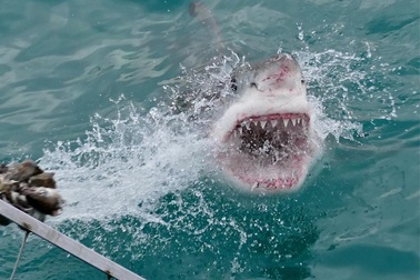 Tìm thấy thi thể người trong bụng cá mập hổ