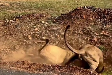 Sư tử đực đi qua đêm bỏ con cái một mình khiến "người vợ" tức giận