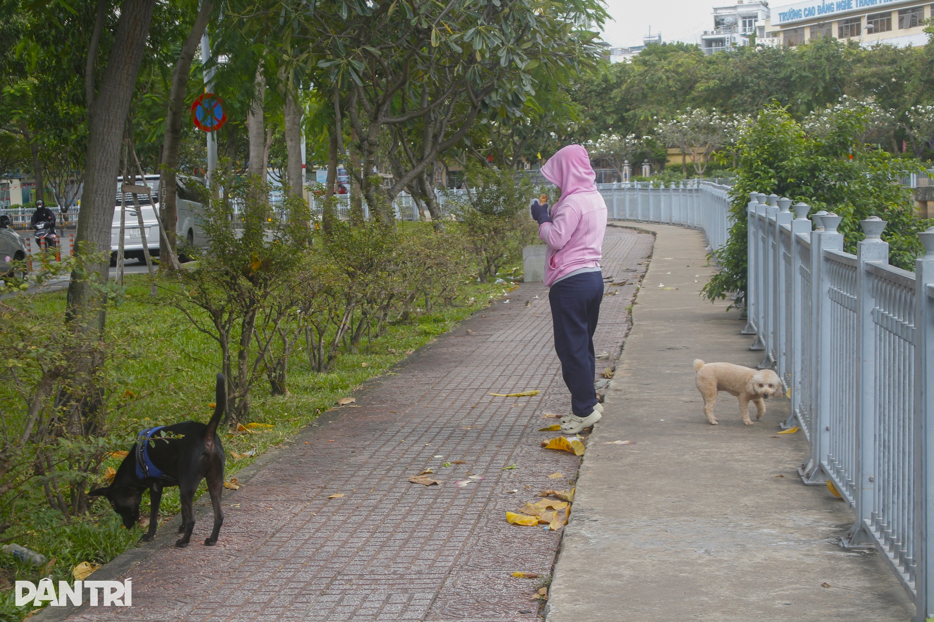 Nỗi ám ảnh từ chó không rọ mõm, phóng uế bừa bãi ở TPHCM - 3