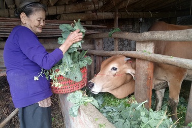 Ngậm ngùi đổ rau xanh cho heo, bò ăn