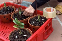 Triệt phá đường dây chuyên trộm lan đột biến liên tỉnh