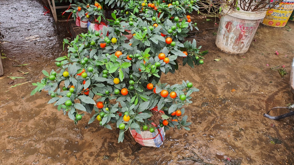 Ngân sách dưới 500 nghìn đồng, trưng Tết cây gì vừa đẹp vừa sang? - 3 Ngân sách dưới 500 nghìn đồng, trưng Tết cây gì vừa đẹp vừa sang? - 3