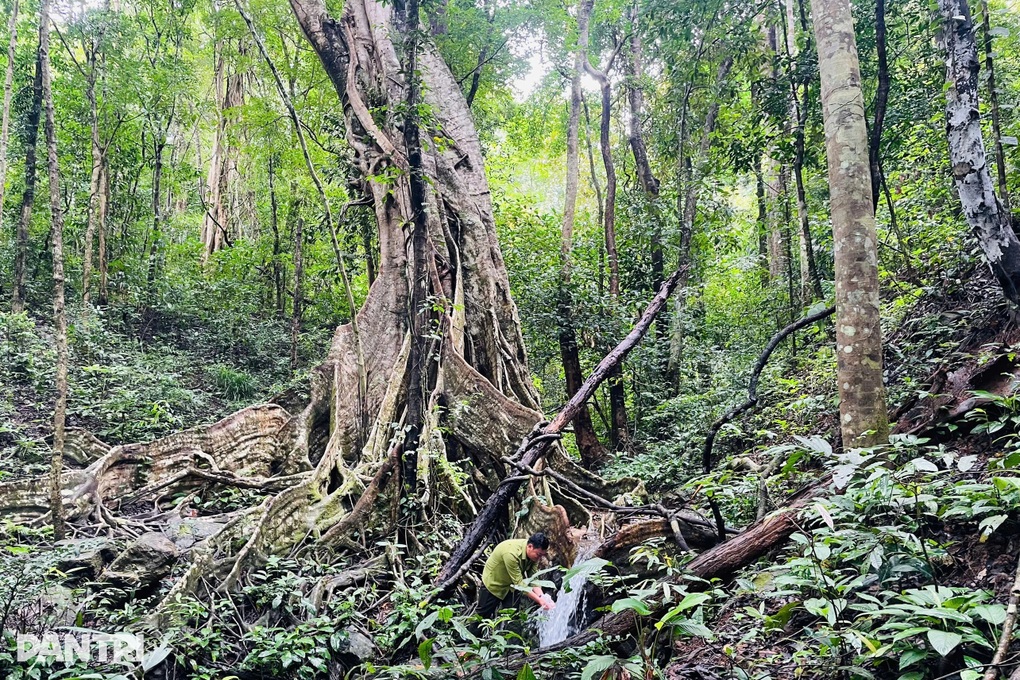 Sáu cây đa gần 300 tuổi, có dáng kỳ quái được công nhận Cây Di sản Việt Nam - 2 Sáu cây đa gần 300 tuổi, có dáng kỳ quái được công nhận Cây Di sản Việt Nam - 2