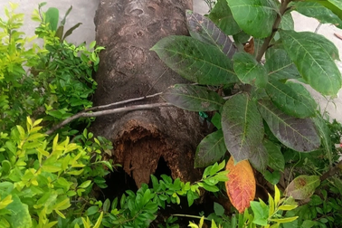 Cây phượng bất ngờ gãy đổ khiến 4 học sinh bị thương