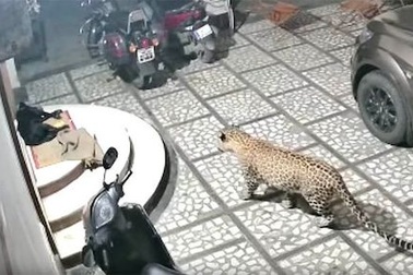 Hết hồn thấy báo đốm đột nhập nhà dân