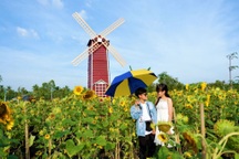 Vườn hoa hướng dương lớn nhất TP Sa Đéc mê hoặc người dân miền Tây