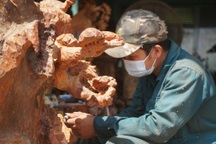 "Thổi hồn" vào những gốc cây bỏ đi, thu về hàng chục triệu đồng mỗi tháng