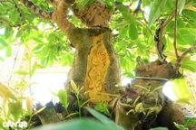 Chiêm ngưỡng "lão mai" dát 9 chỉ vàng lập kỷ lục của đại gia Đồng Tháp