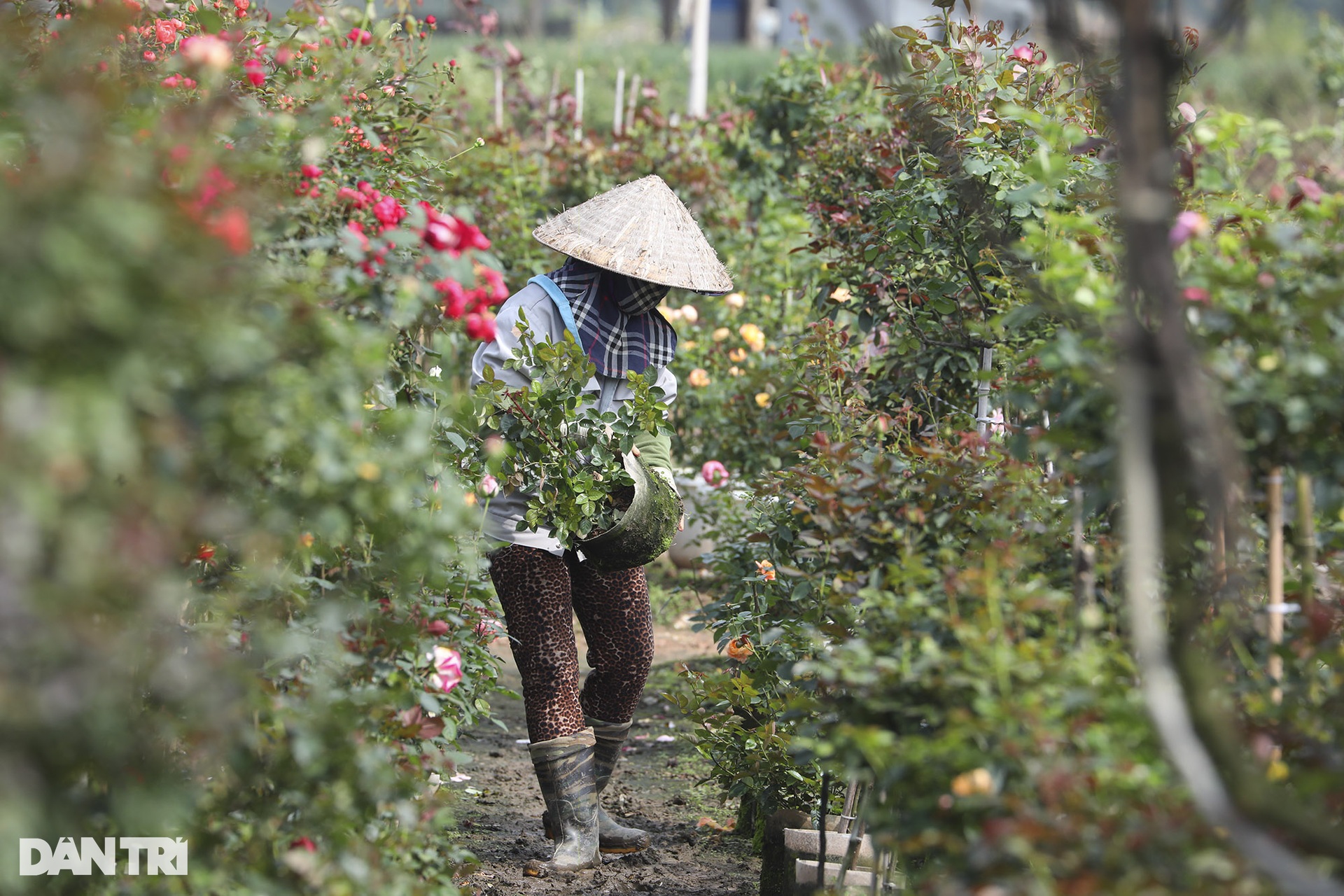 Vùng trồng hoa Mê Linh hối hả vào vụ Tết - 3 Vùng trồng hoa Mê Linh hối hả vào vụ Tết - 3