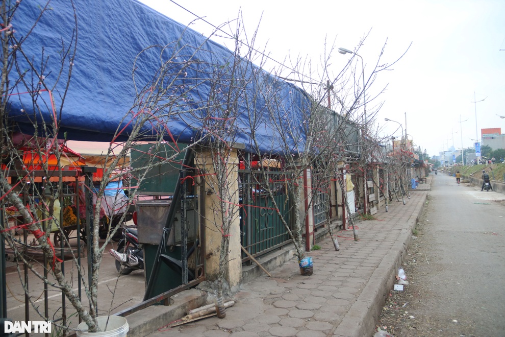 Đào, lê, mận rừng xuống núi phục vụ người dân Thủ đô chơi Tết sớm - 10 Đào, lê, mận rừng xuống núi phục vụ người dân Thủ đô chơi Tết sớm - 10