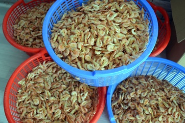 Cà Mau: Đắt như tôm khô!