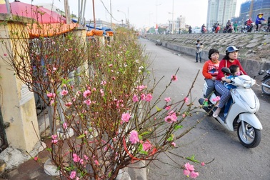Đào Tết Nhật Tân nở sớm