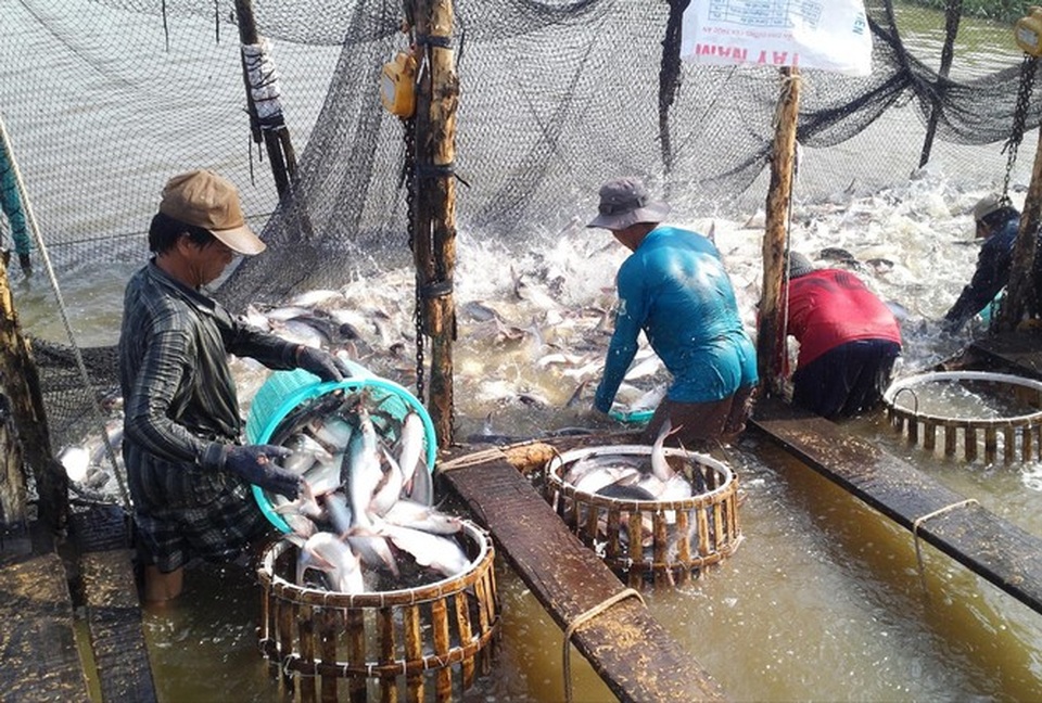 Cá tra Việt Nam gặp biến lớn với thị trường Trung Quốc - 1 Cá tra Việt Nam gặp biến lớn với thị trường Trung Quốc - 1