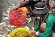 "Đại gia" thủy sản trong vòng xoáy nợ nần, lao lý