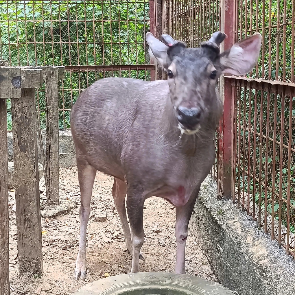 Người dân giao nộp con nai nặng 200kg - 1 Người dân giao nộp con nai nặng 200kg - 1