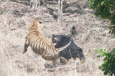 Gấu lợn mẹ chiến đấu quyết liệt, chống trả hổ dữ để bảo vệ con