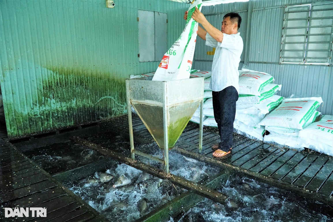 Cho cá chép ăn đồ nhập ngoại để vỗ giòn, lão nông thu lãi 2 tỷ đồng/năm - 1 Cho cá chép ăn đồ nhập ngoại để vỗ giòn, lão nông thu lãi 2 tỷ đồng/năm - 1