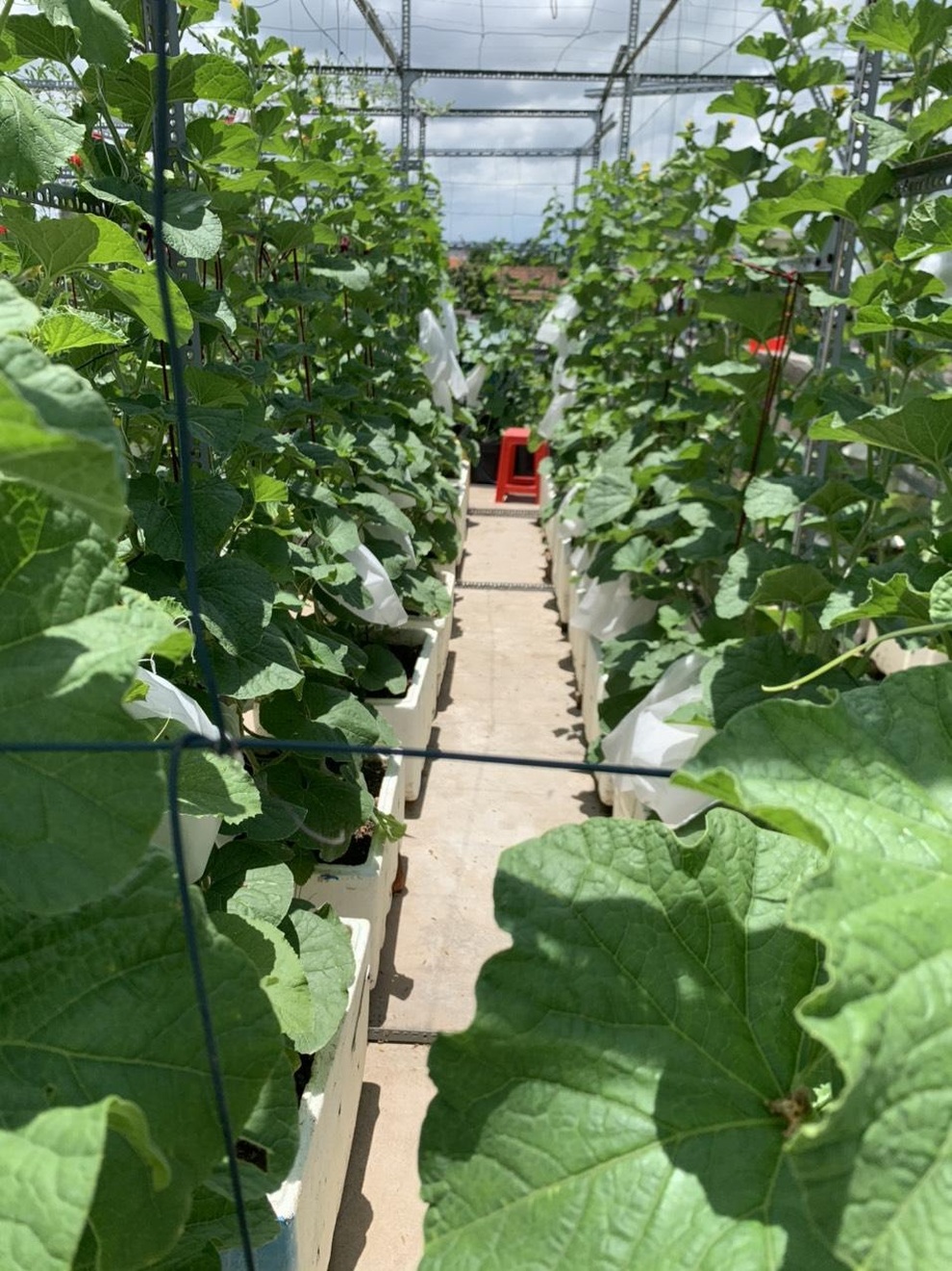 Vườn dưa nằm võng trăm gốc, gia chủ hái mỏi tay hơn 3 tạ/mùa - 4